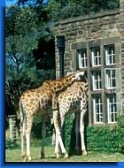 Le giraffe in giardino...